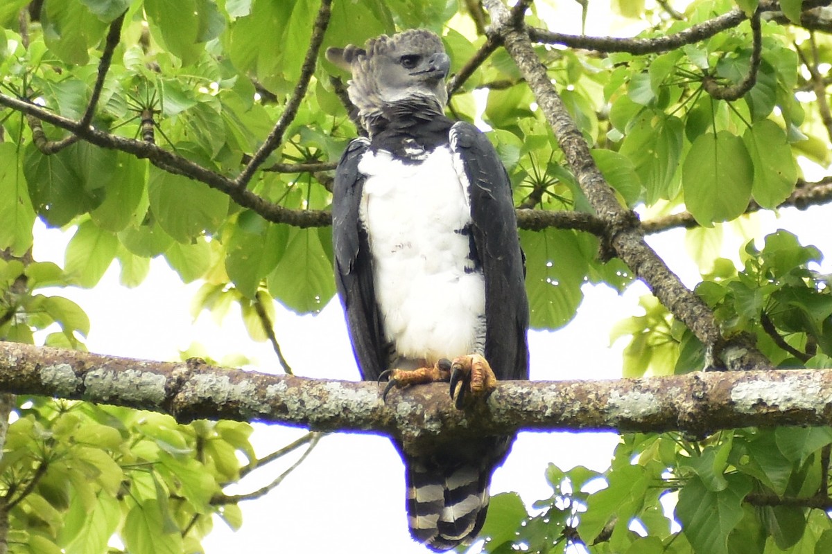 Harpy Eagle - ML638047320