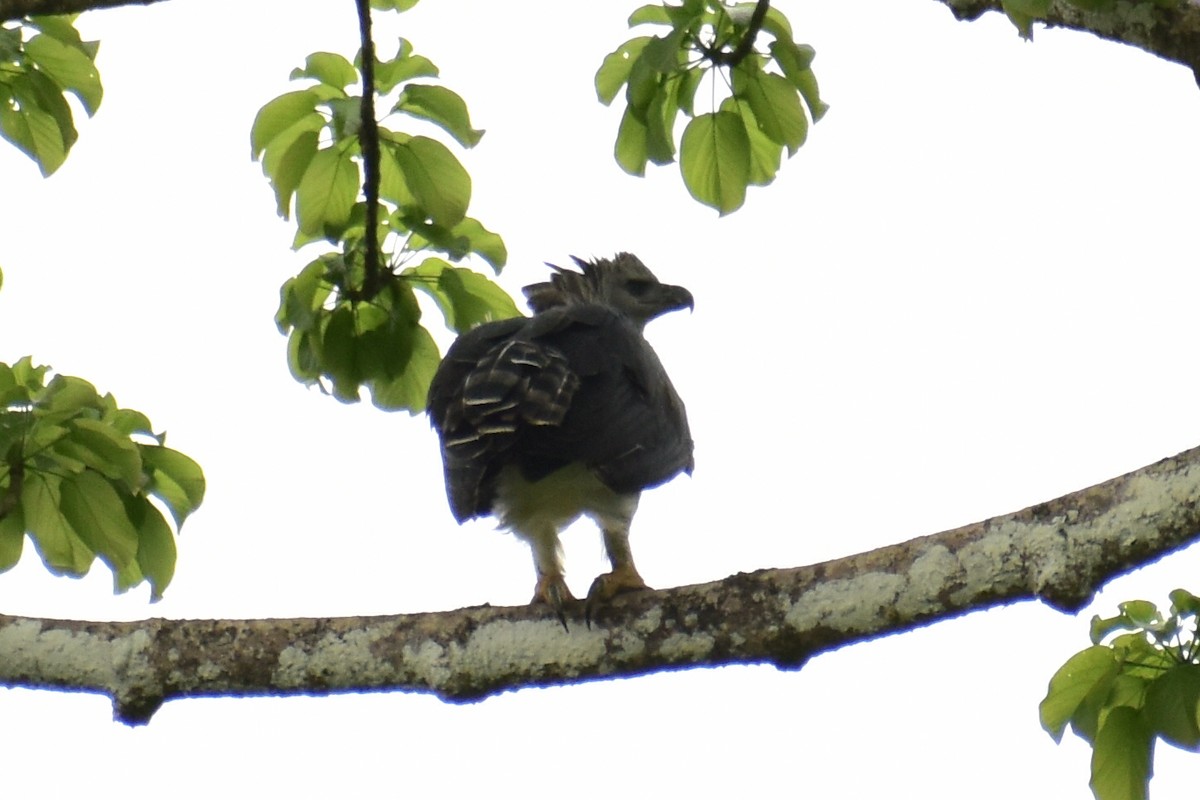 Harpy Eagle - ML638047324