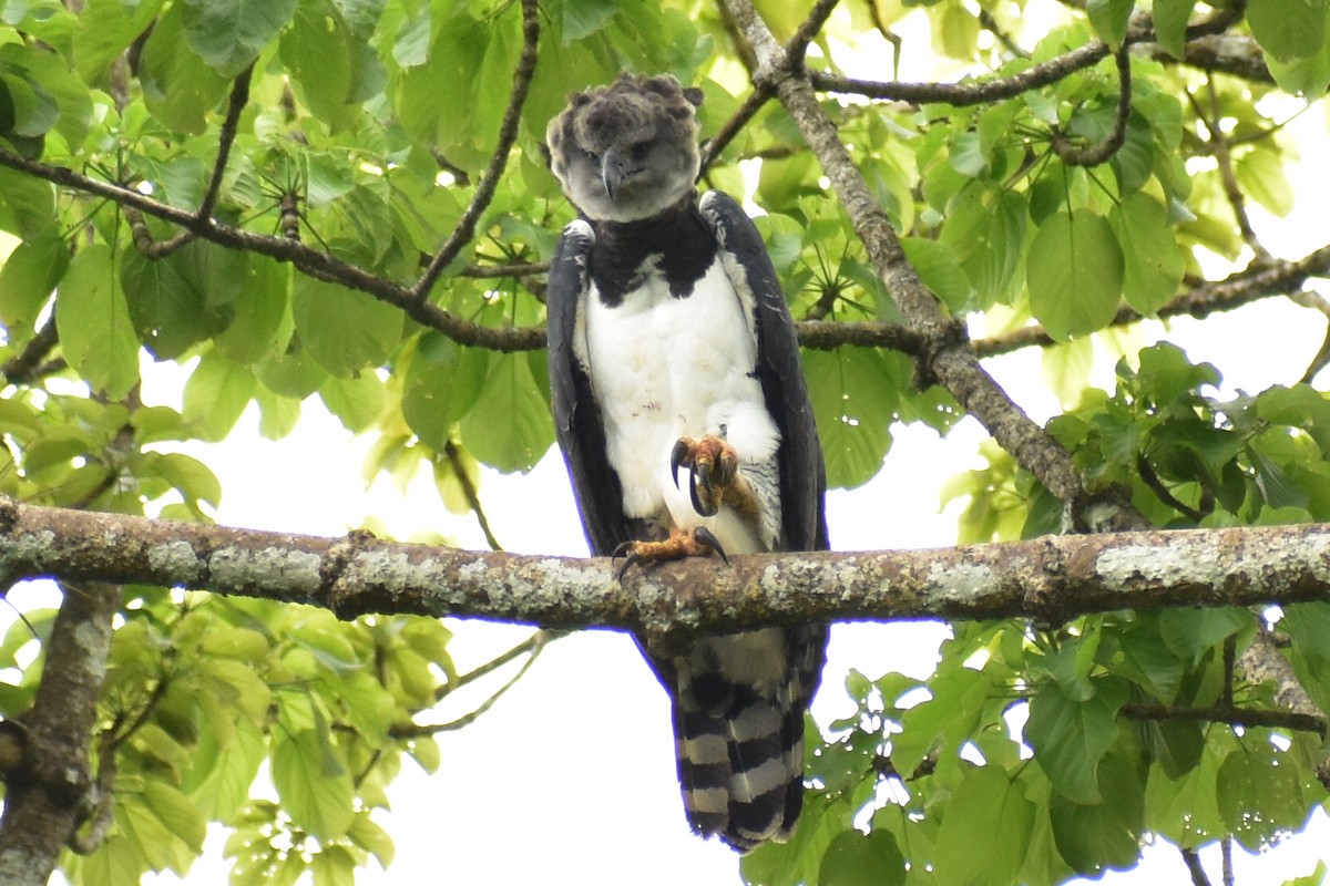 Harpy Eagle - ML638047325