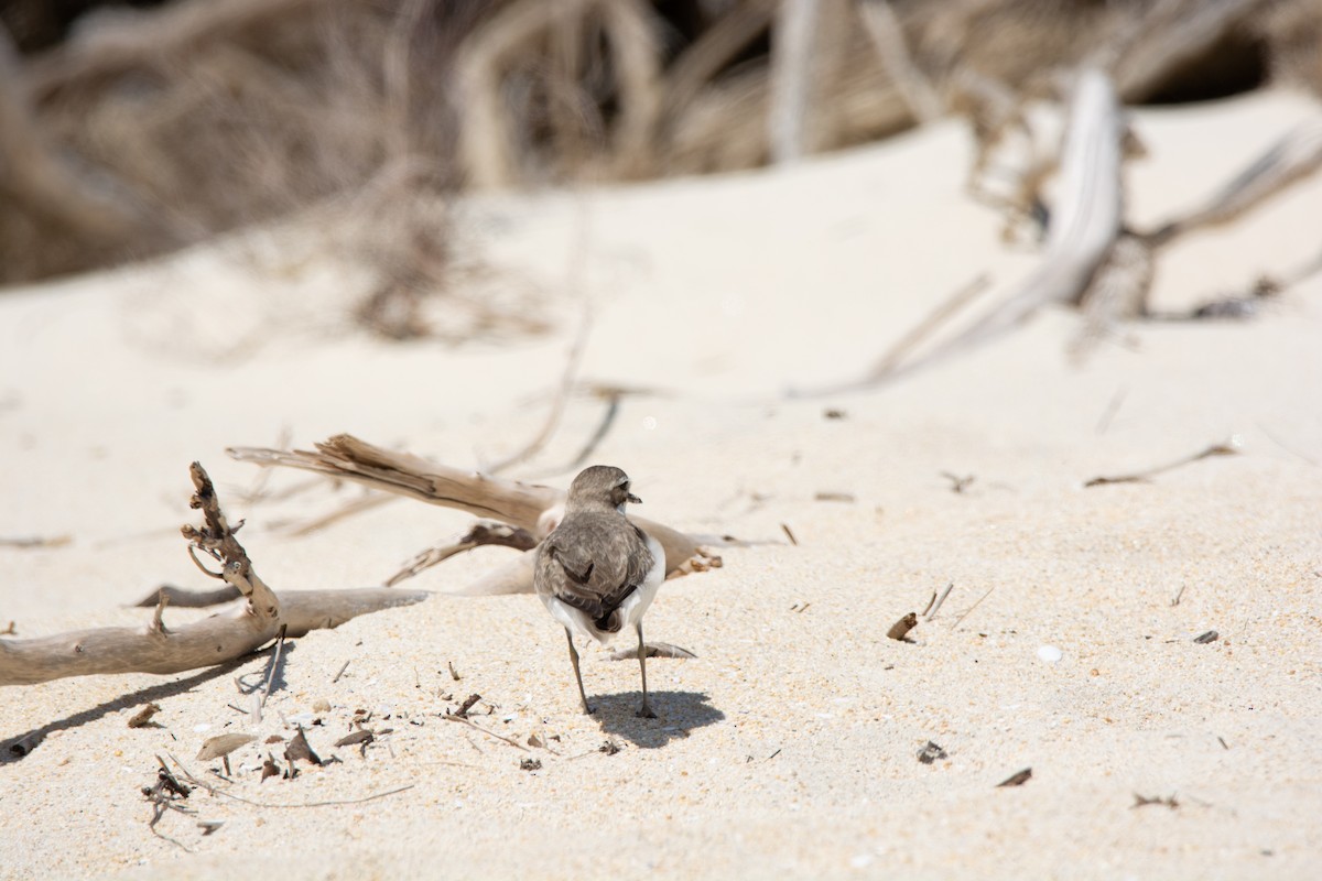 Double-banded Plover - ML638047328