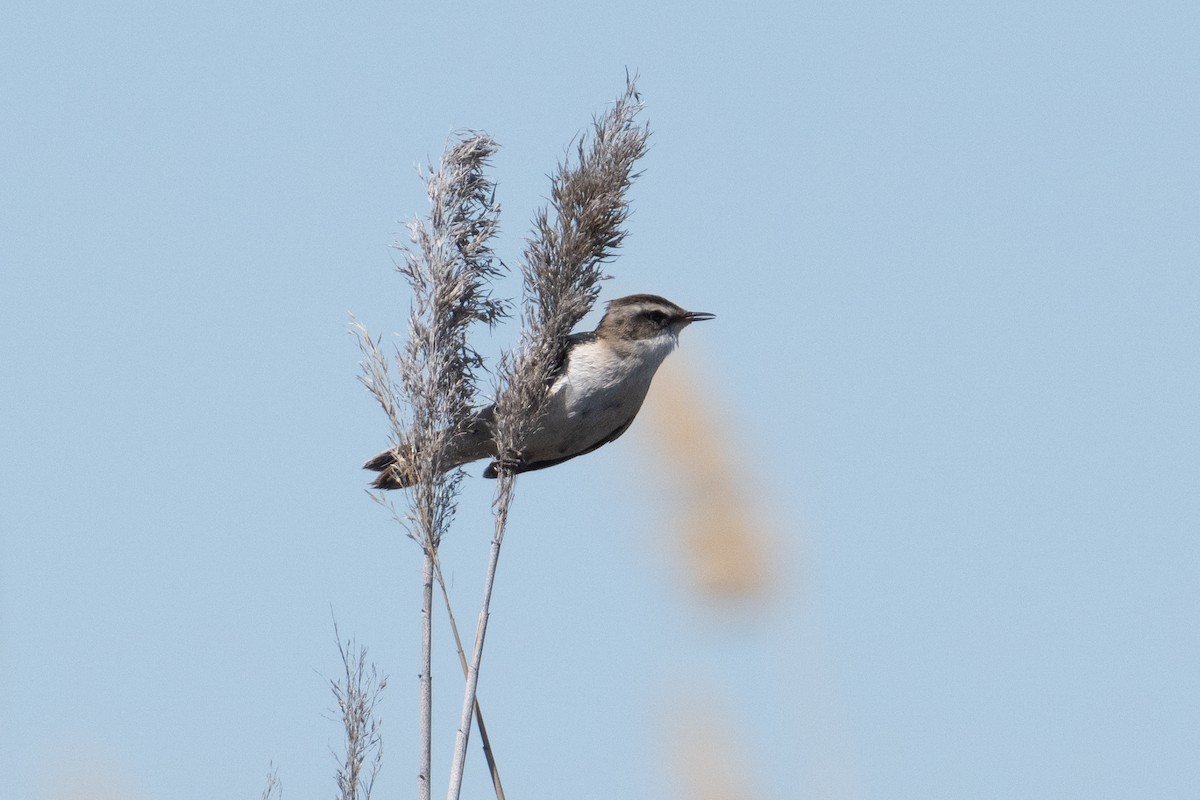 Moustached Warbler - ML638047330