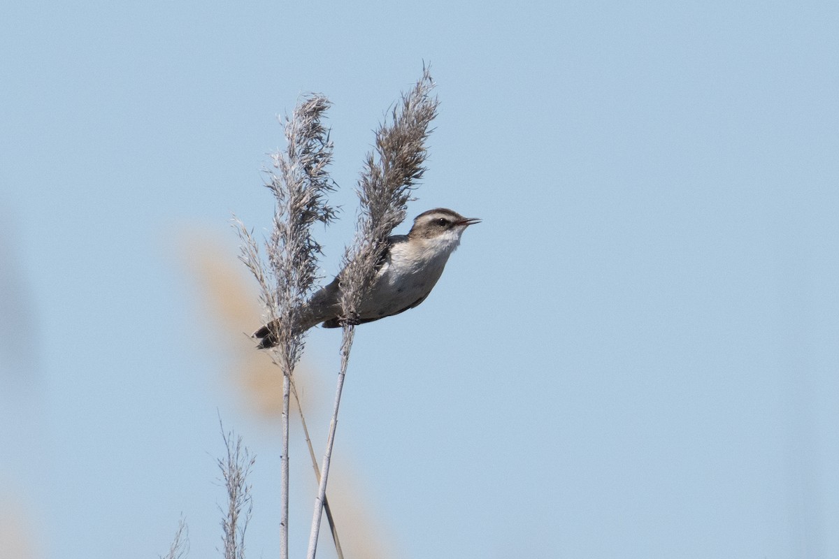 Moustached Warbler - ML638047331