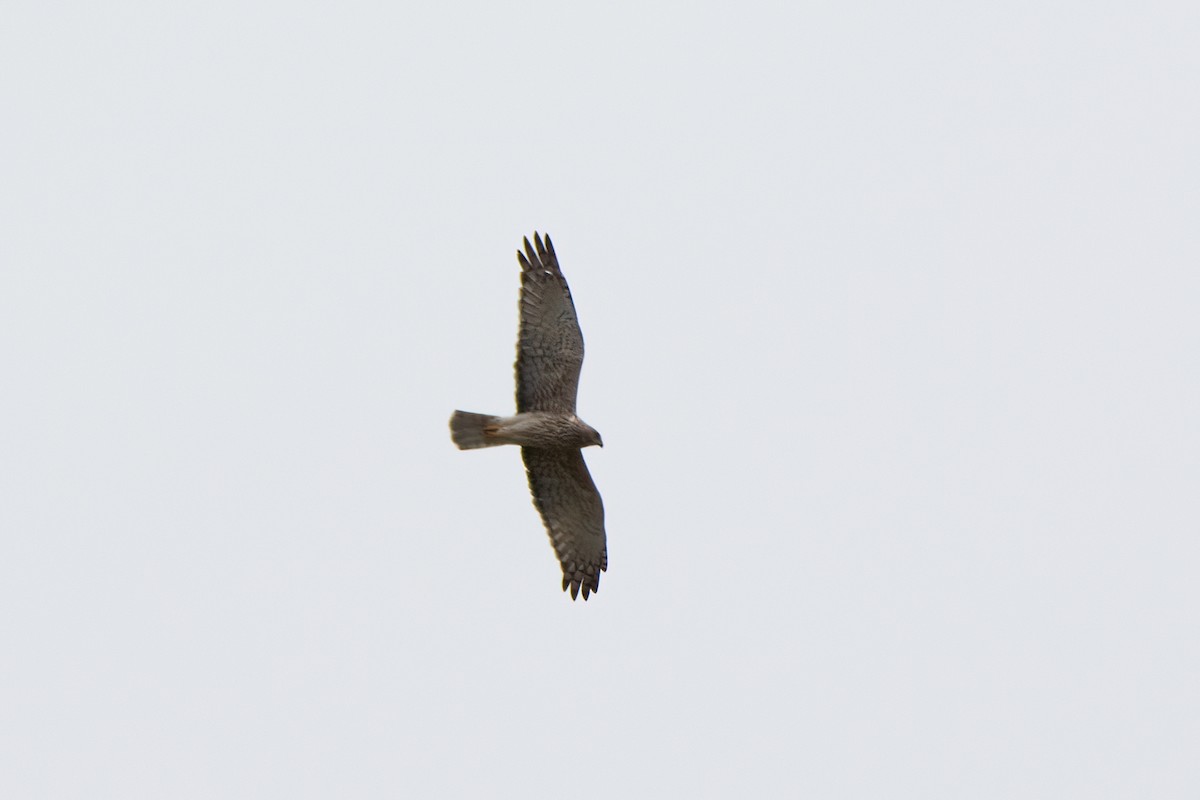 Swamp Harrier - ML638047378