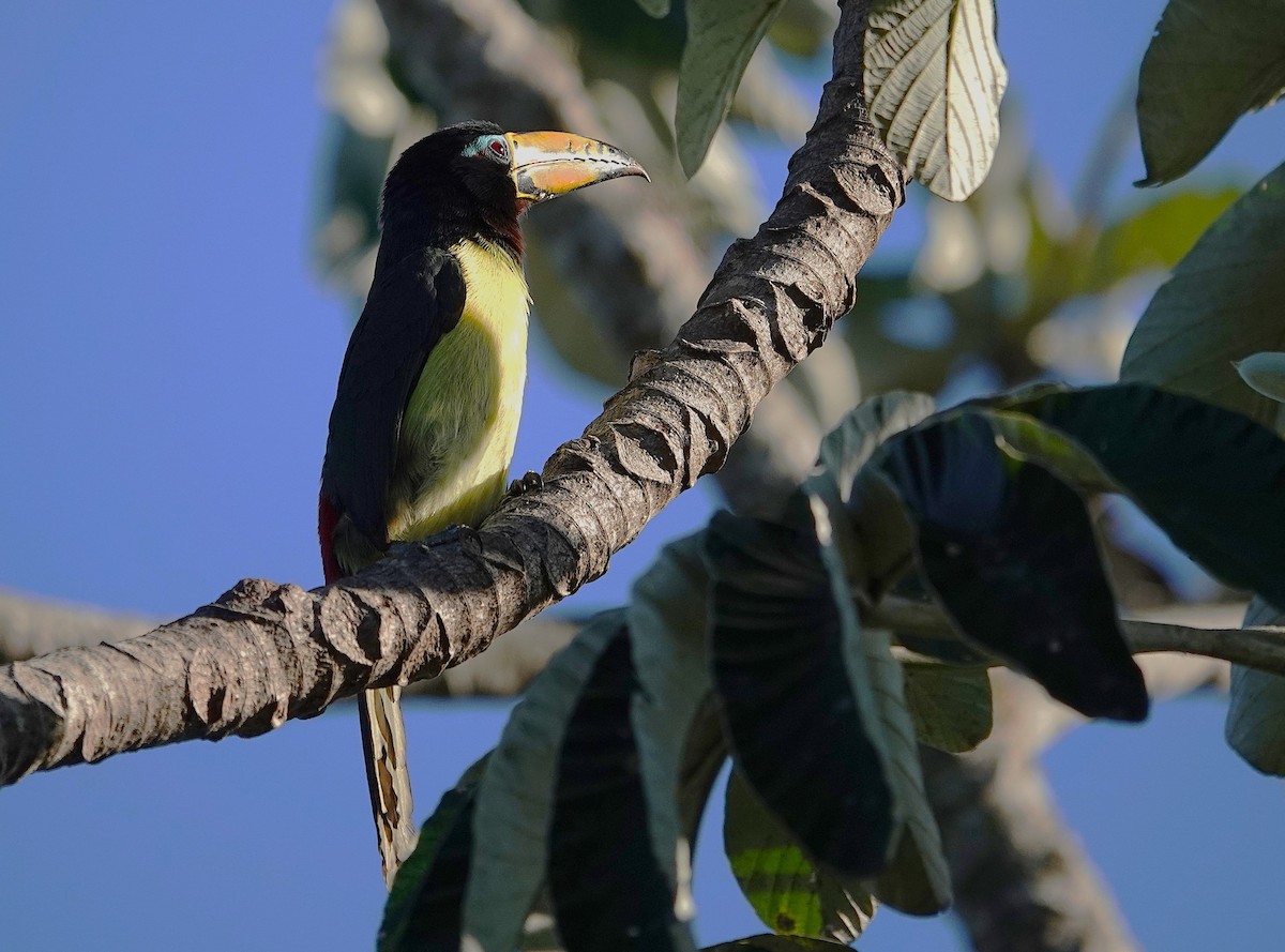 Lettered Aracari - ML638047380