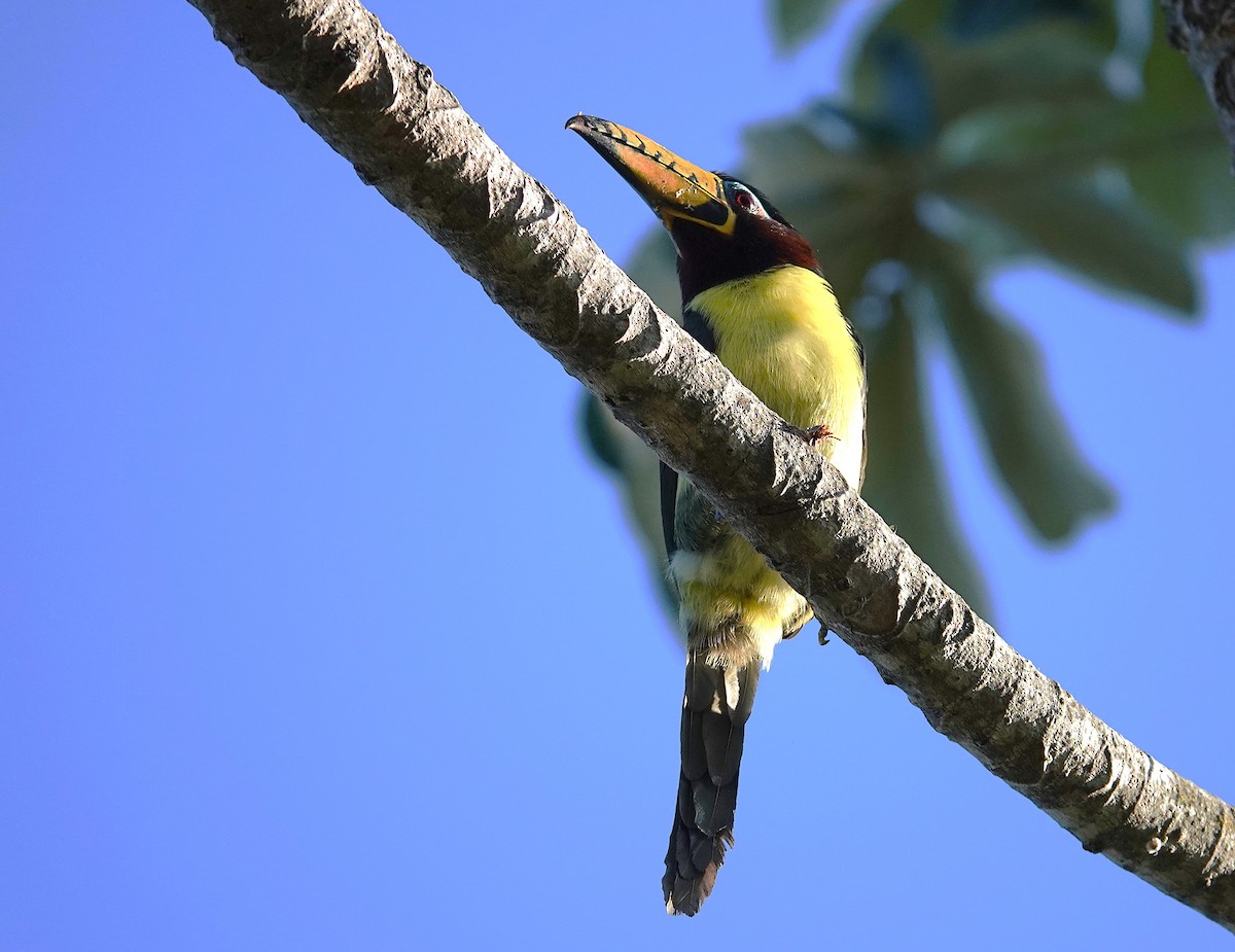 Lettered Aracari - ML638047381