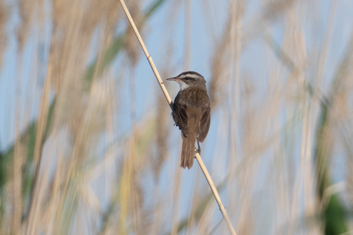 Moustached Warbler - ML638047382