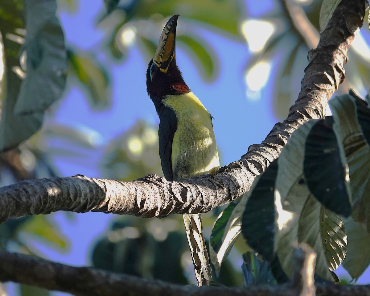 Lettered Aracari - ML638047383