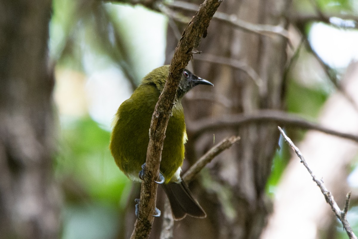 New Zealand Bellbird - ML638047387