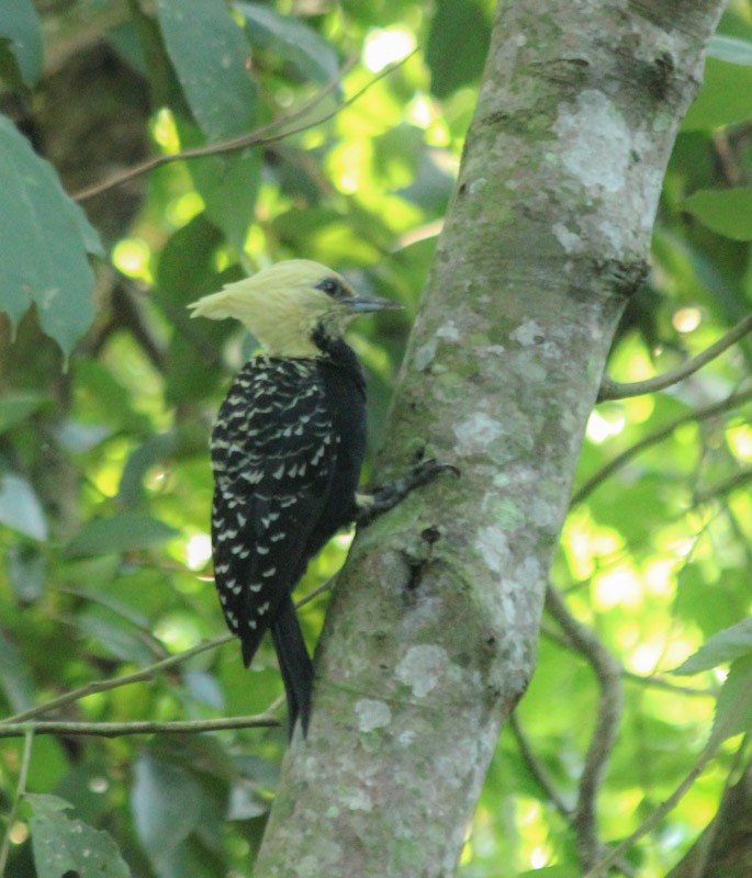 Blond-crested Woodpecker - ML638047391