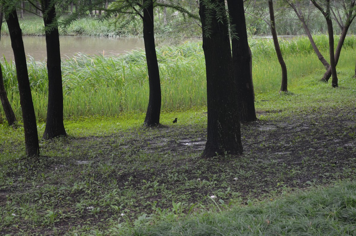 Chinese Blackbird - ML638047394