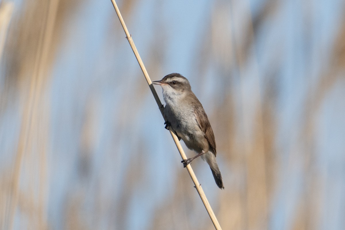 Moustached Warbler - ML638047402