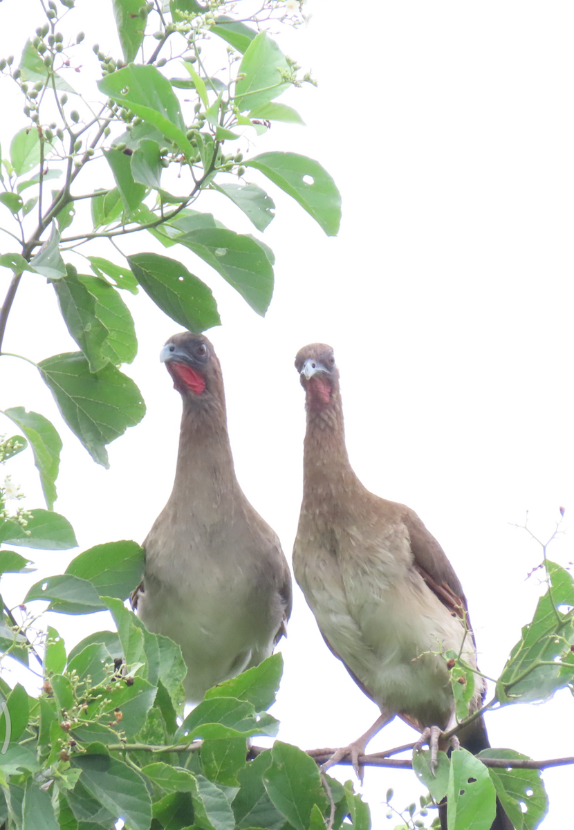 Chestnut-winged Chachalaca - ML638047406