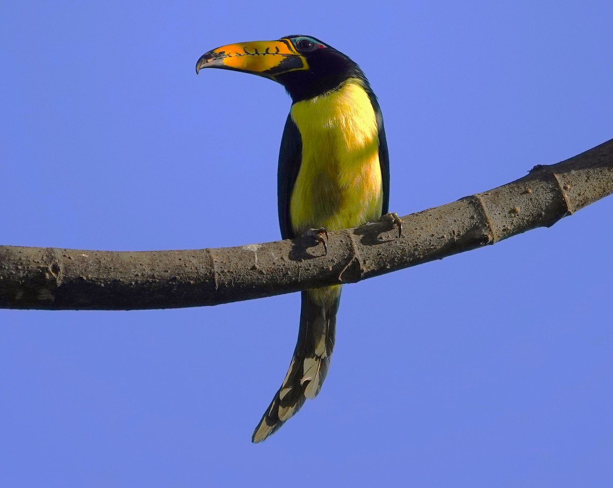 Lettered Aracari - ML638047410