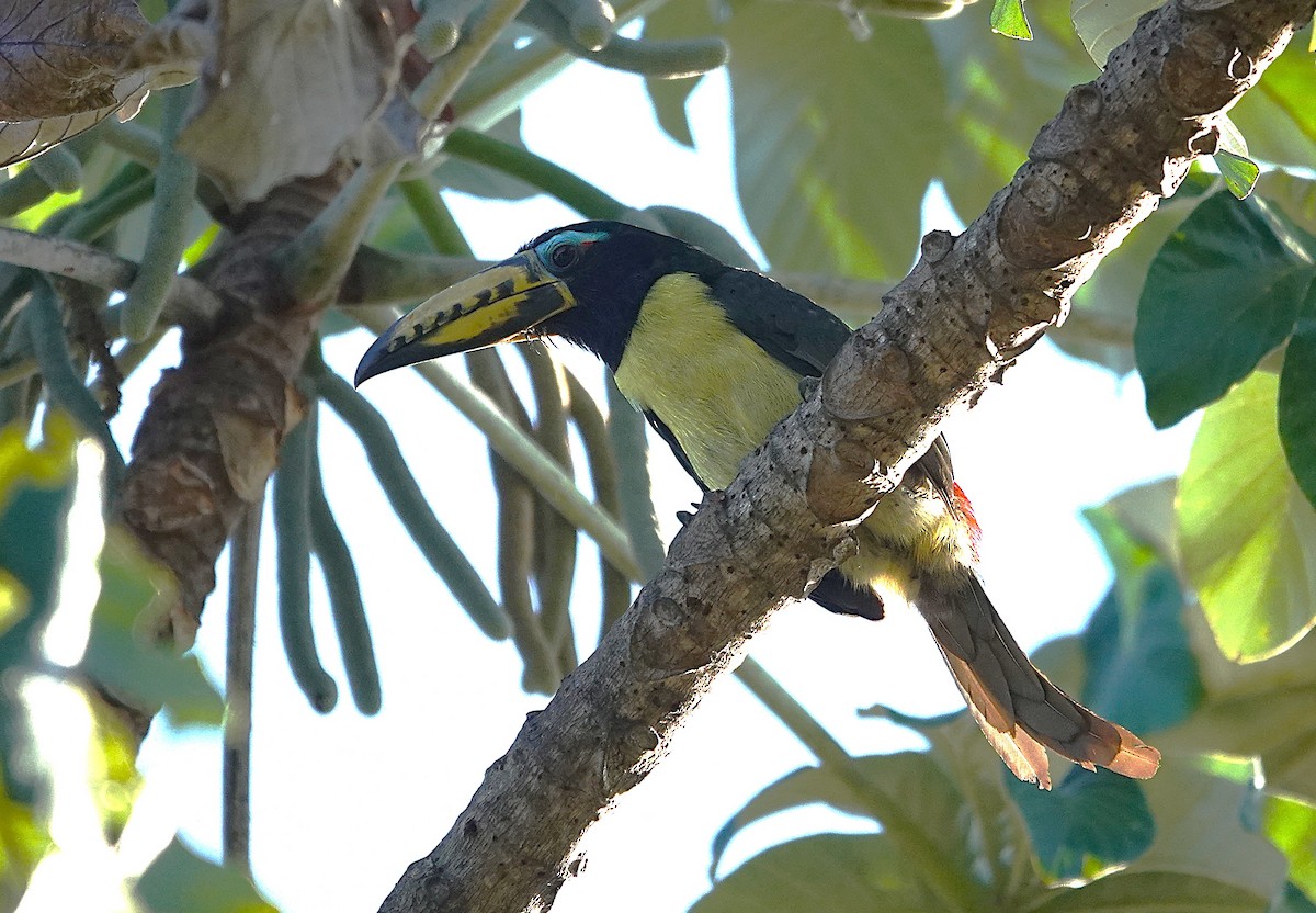 Lettered Aracari - ML638047411