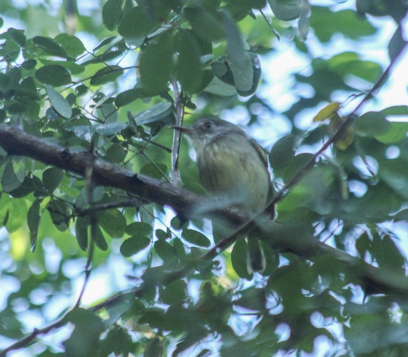 Pearly-vented Tody-Tyrant - ML638047416