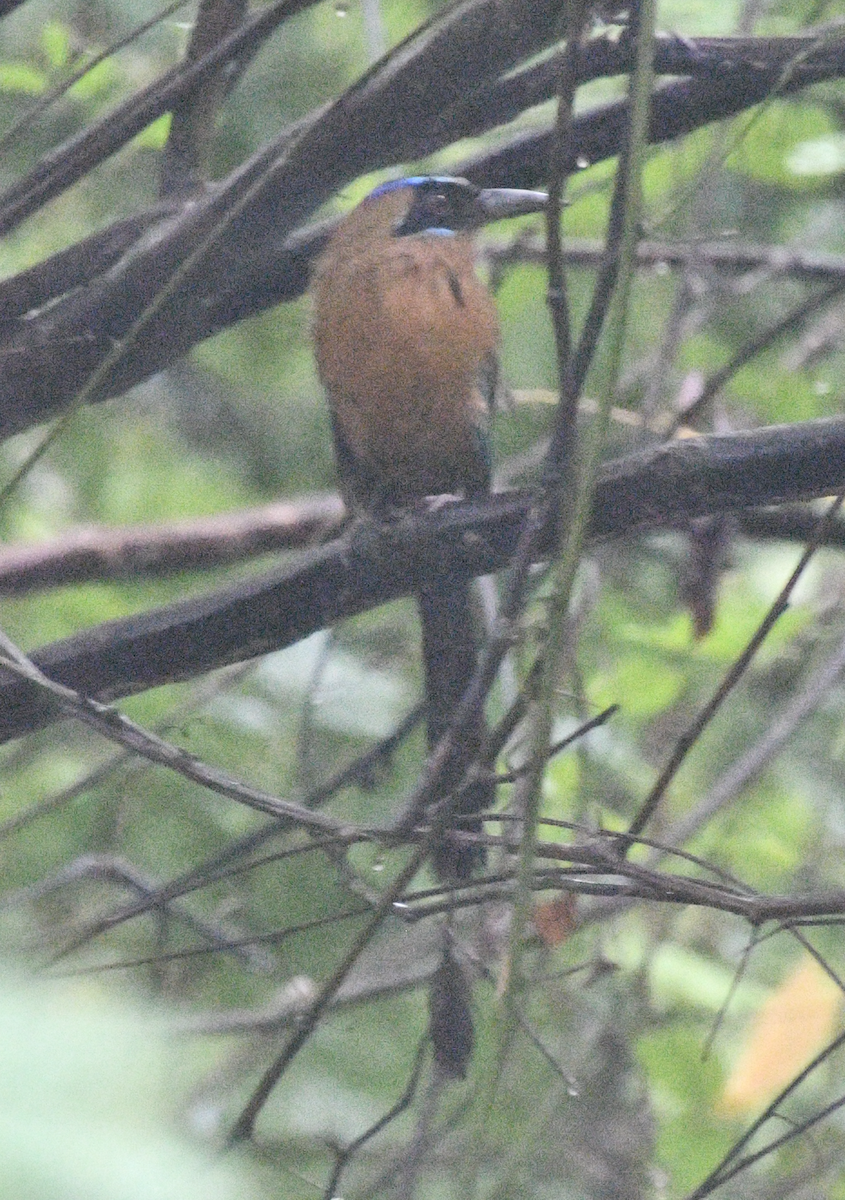 Whooping Motmot - ML638047419
