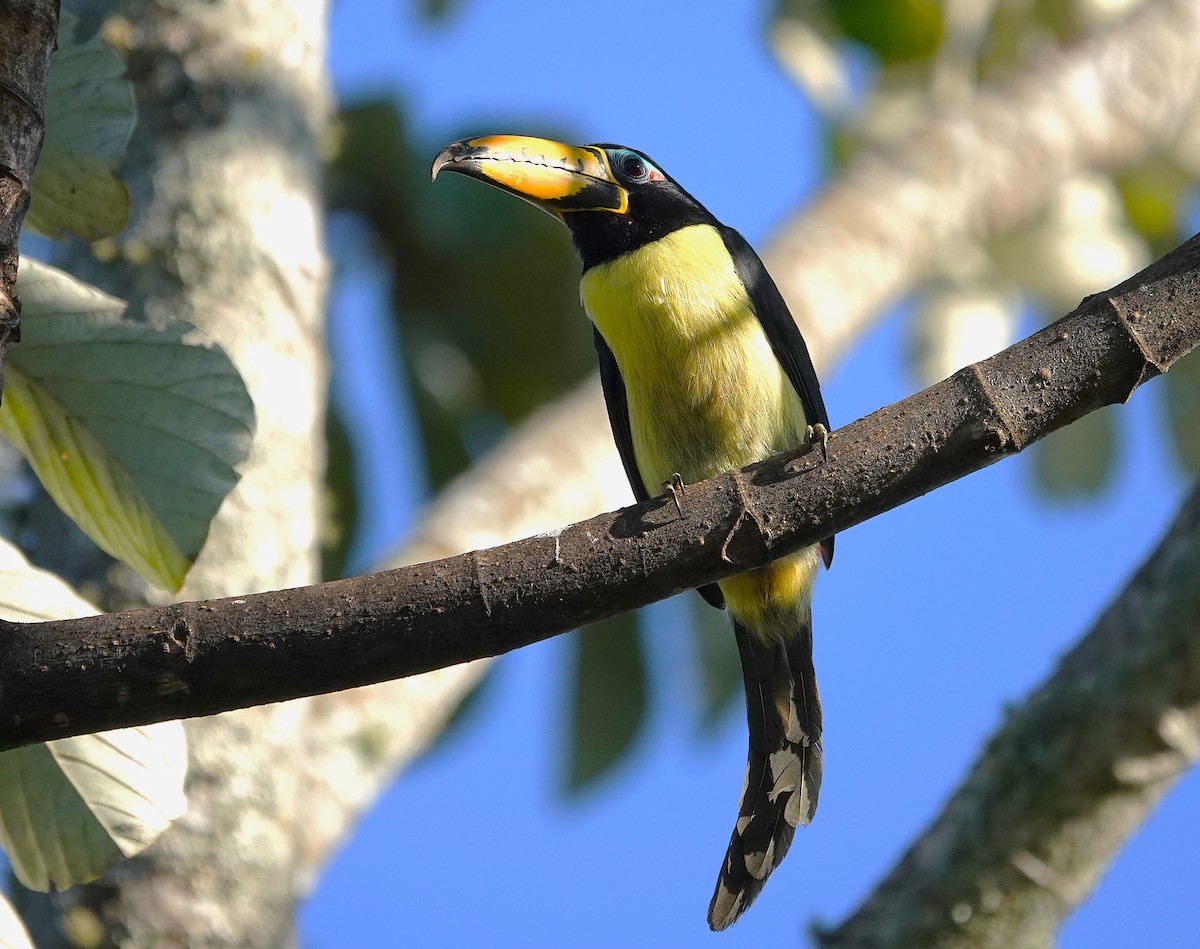 Lettered Aracari - ML638047442
