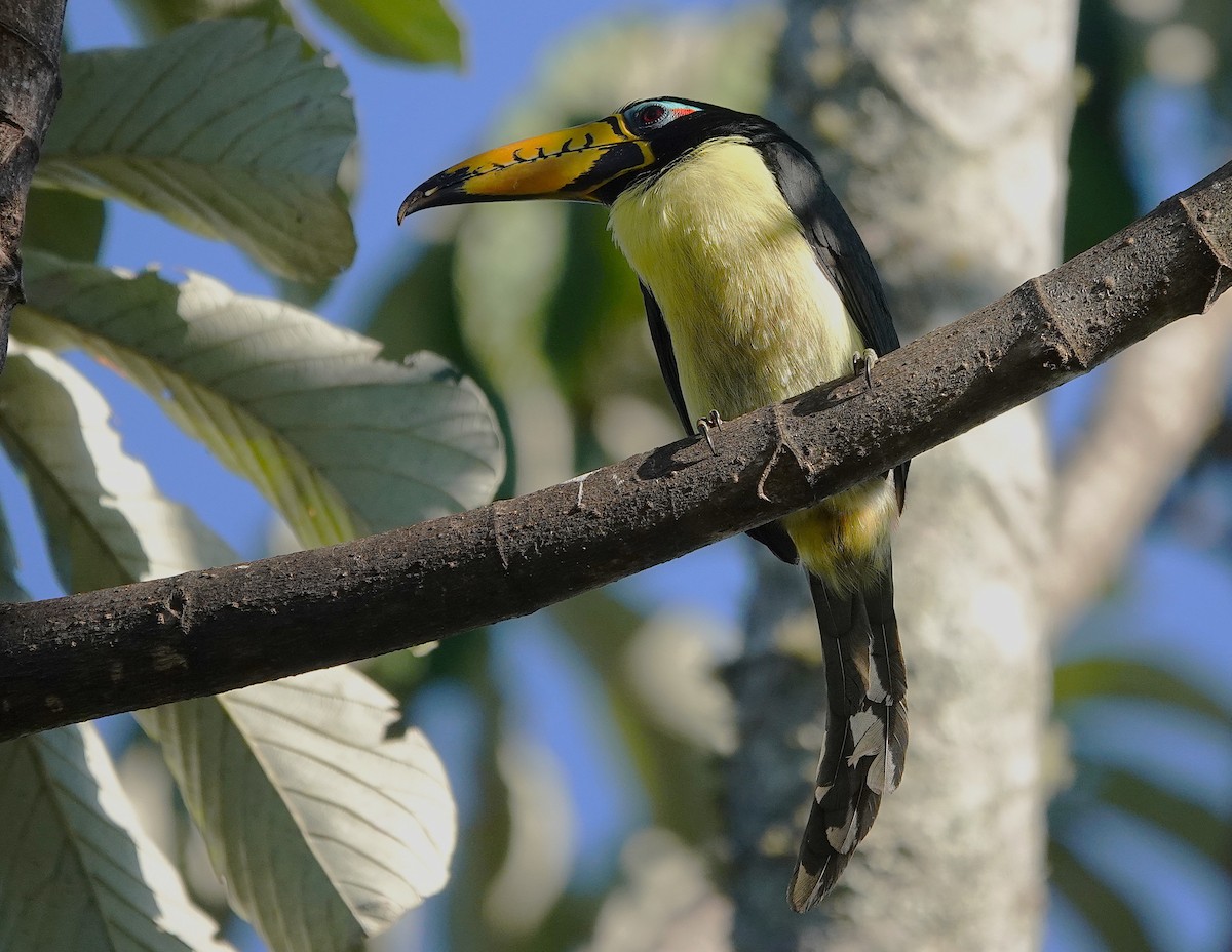 Lettered Aracari - ML638047443