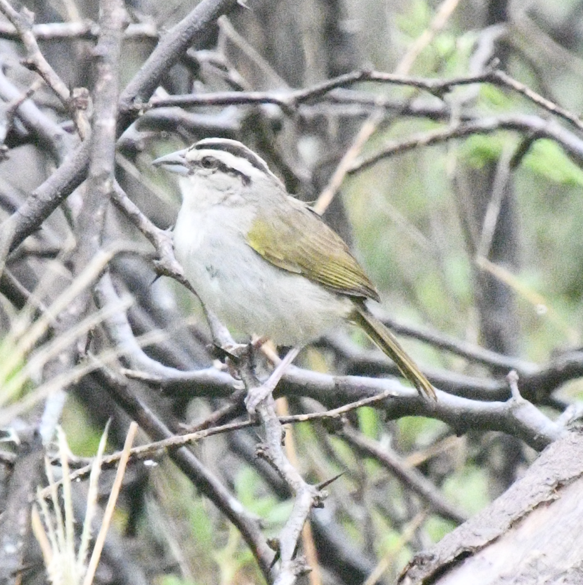 Tocuyo Sparrow - ML638047484