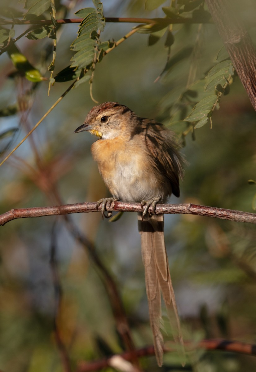 Chotoy Spinetail - ML638047501