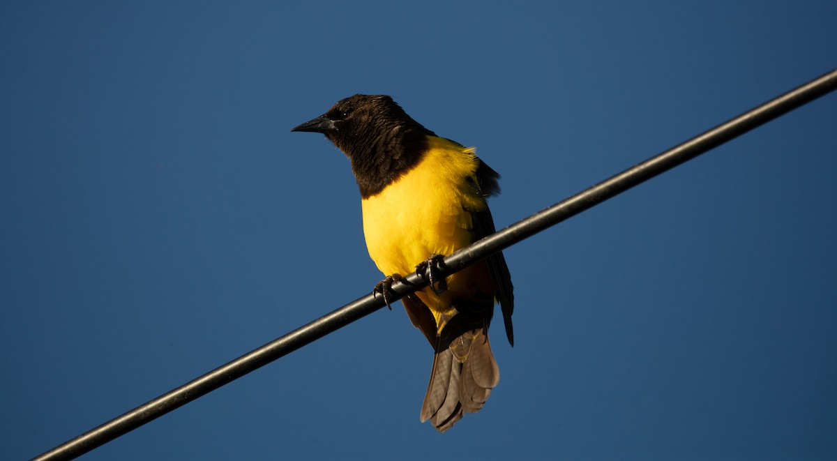 Yellow-rumped Marshbird - ML638047516