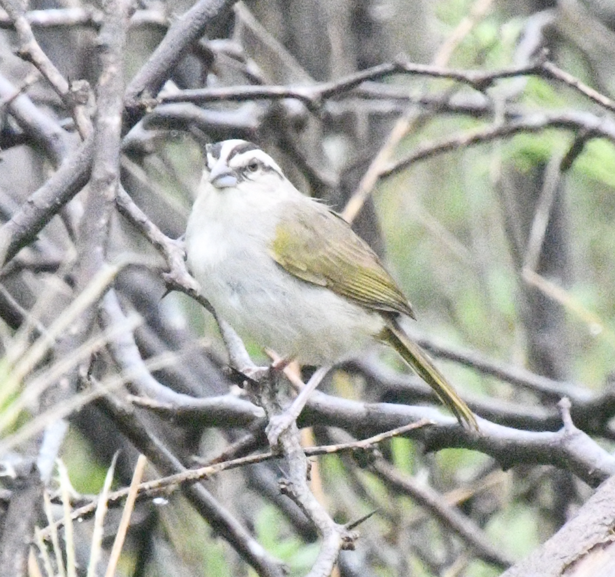 Tocuyo Sparrow - ML638047521