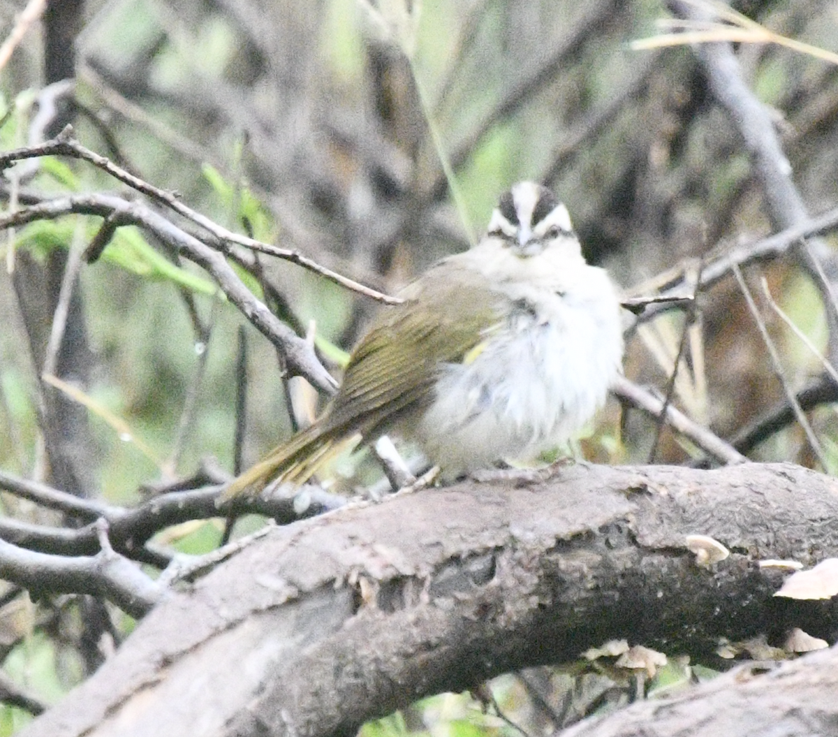 Tocuyo Sparrow - ML638047522