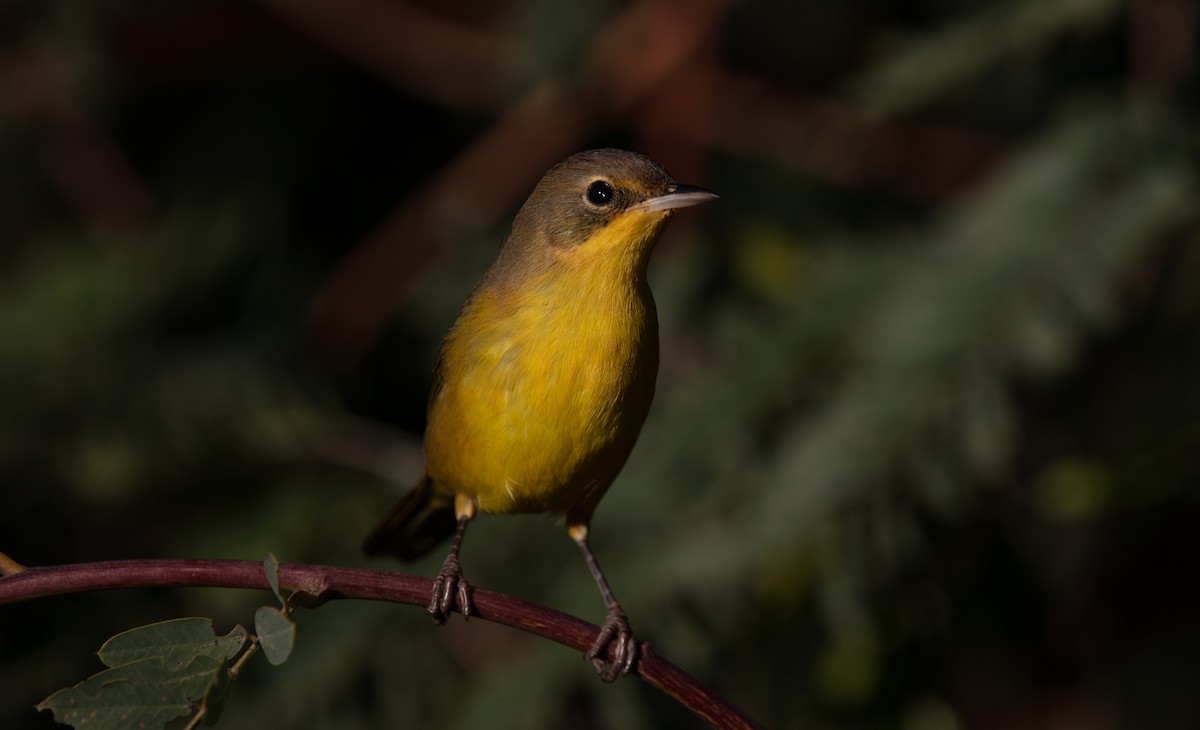 Southern Yellowthroat - ML638047523