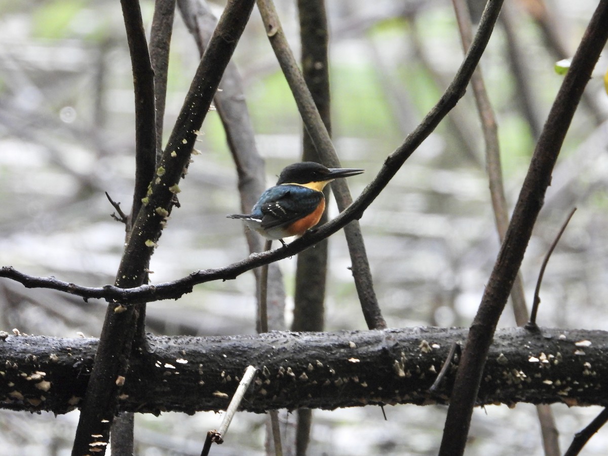 American Pygmy Kingfisher - ML638047529