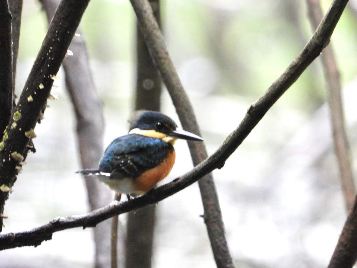 American Pygmy Kingfisher - ML638047530