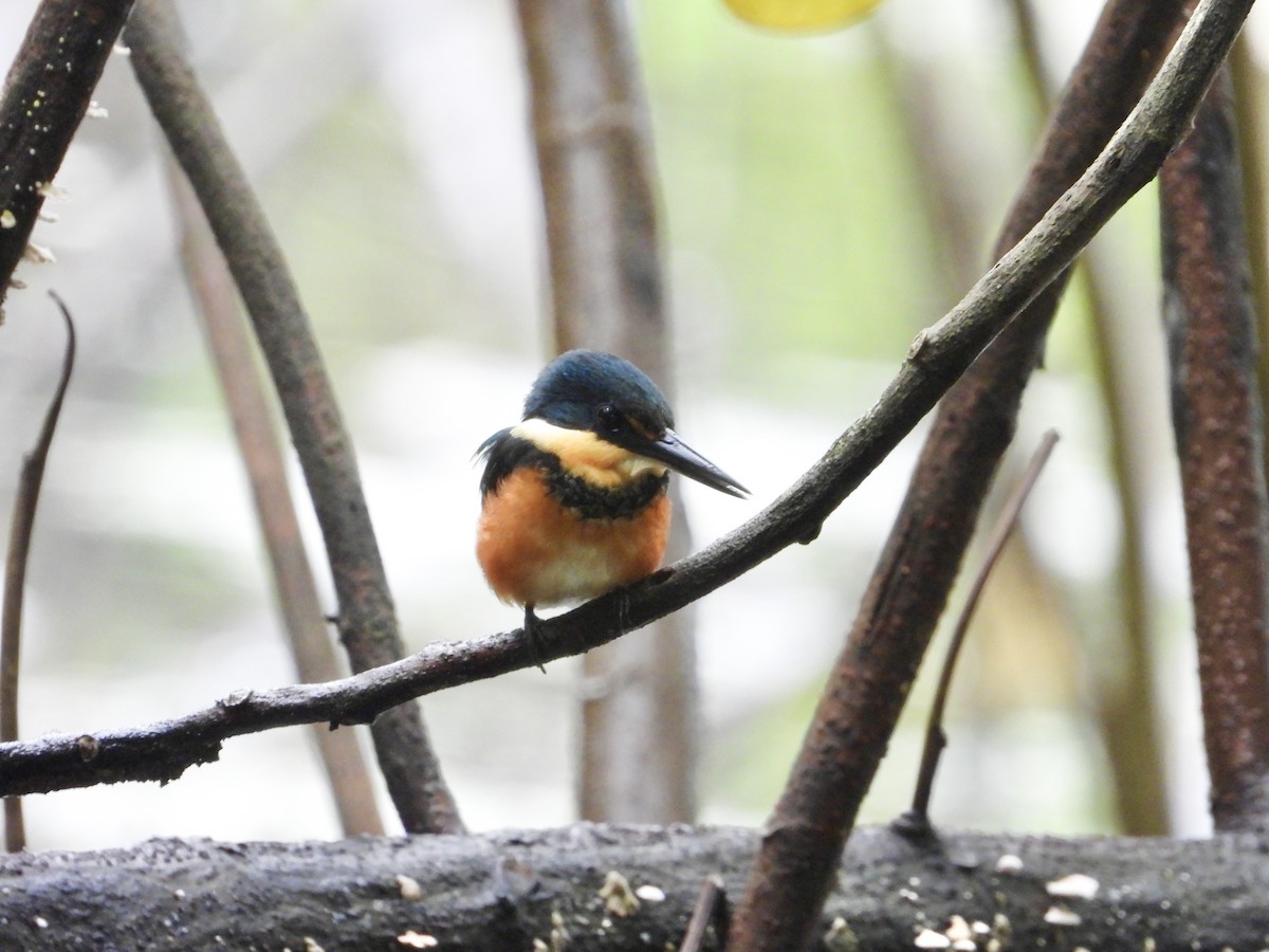 American Pygmy Kingfisher - ML638047532