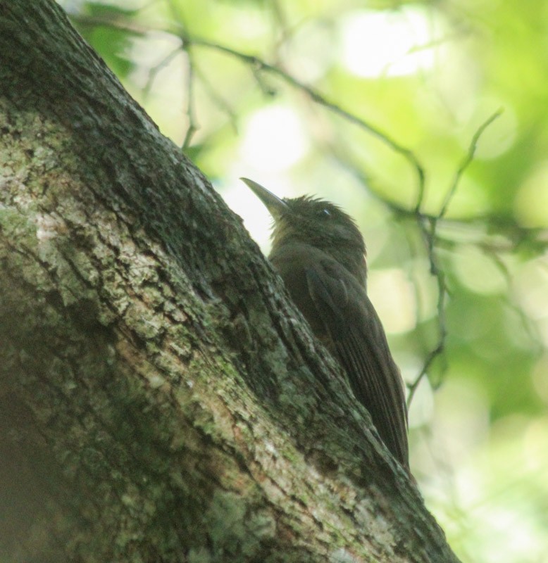 Plain-winged Woodcreeper - ML638047534