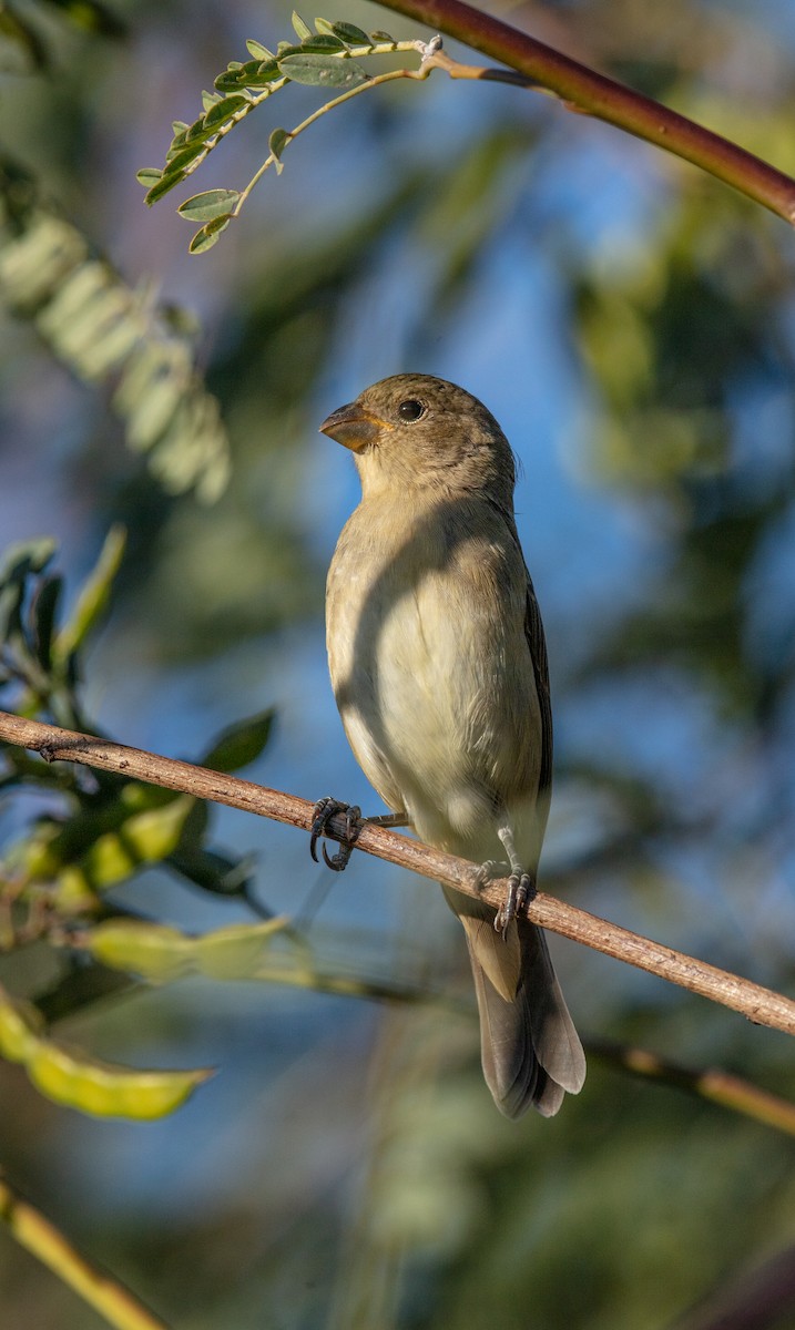 Double-collared Seedeater - ML638047550