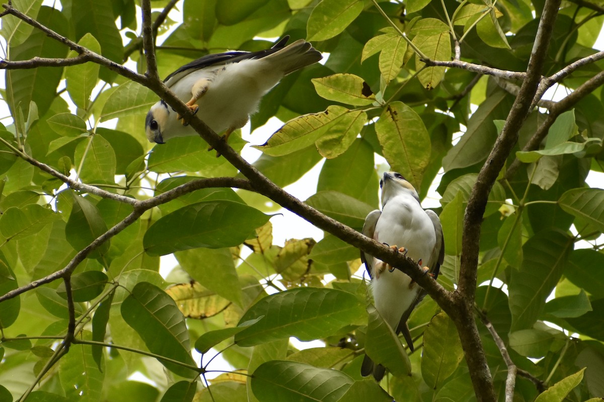 Pearl Kite - ML638047553