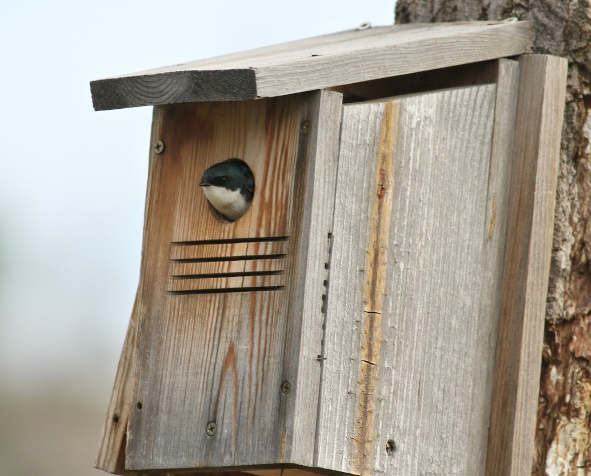 Tree Swallow - ML638047562