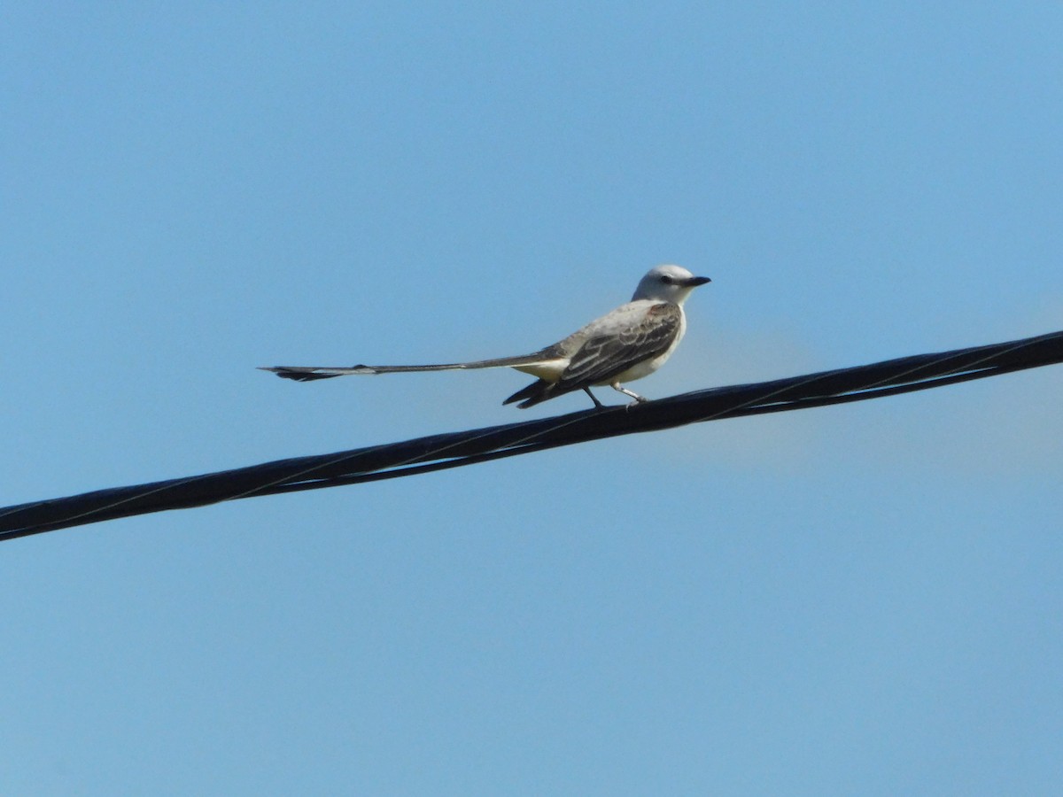 Scissor-tailed Flycatcher - ML638047570