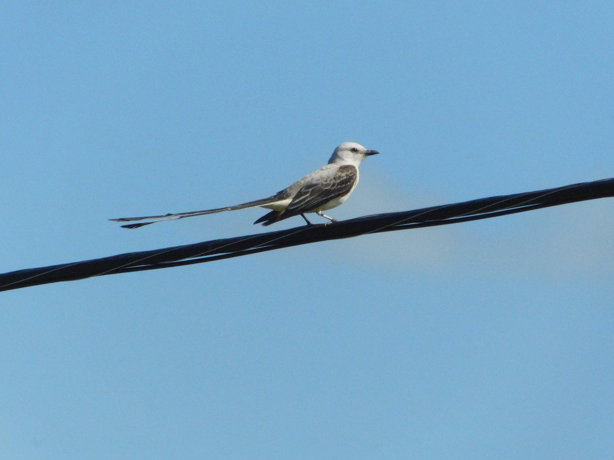 Scissor-tailed Flycatcher - ML638047571