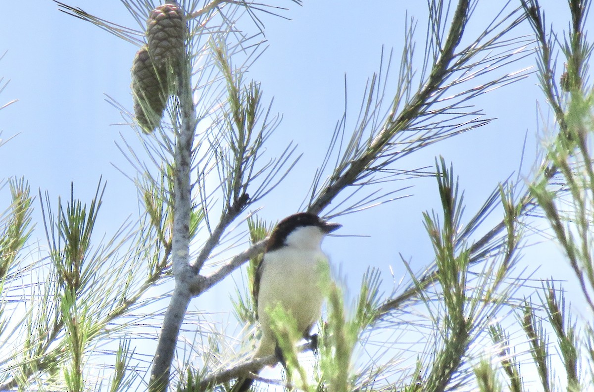Woodchat Shrike - ML638047636