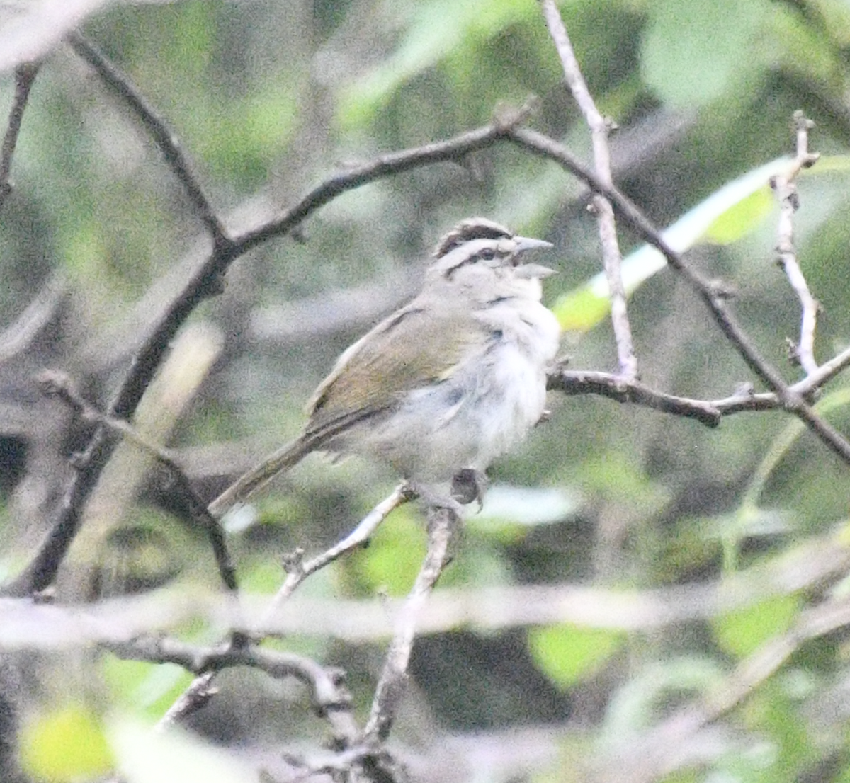 Tocuyo Sparrow - ML638047654