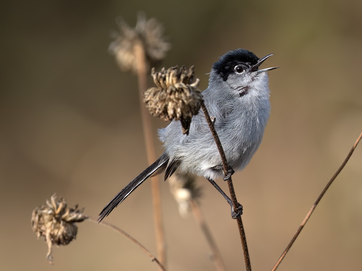 California Gnatcatcher - ML638047674