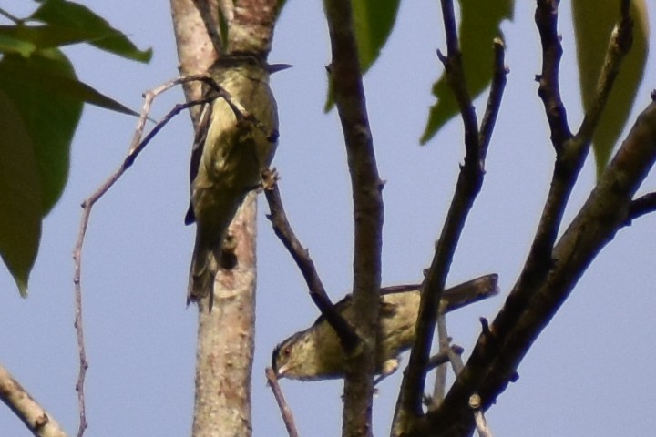 Double-banded Graytail - ML638047681