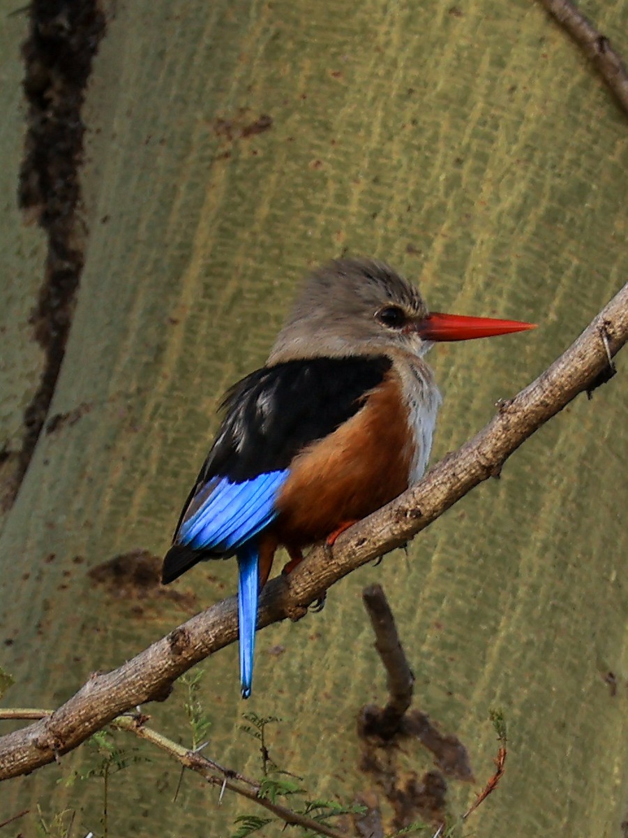 Gray-headed Kingfisher - ML638047682