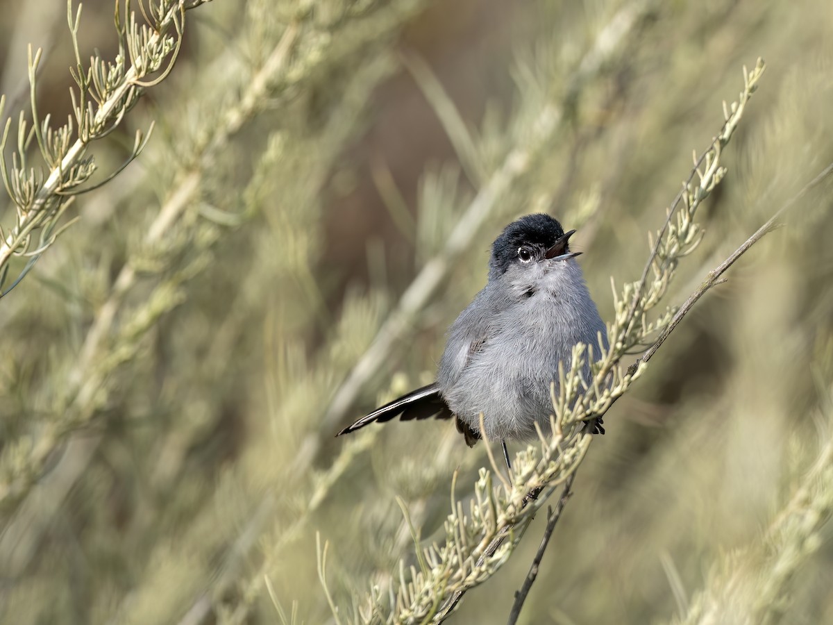 California Gnatcatcher - ML638047692