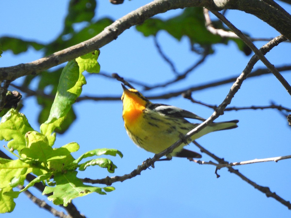 Blackburnian Warbler - ML638047694
