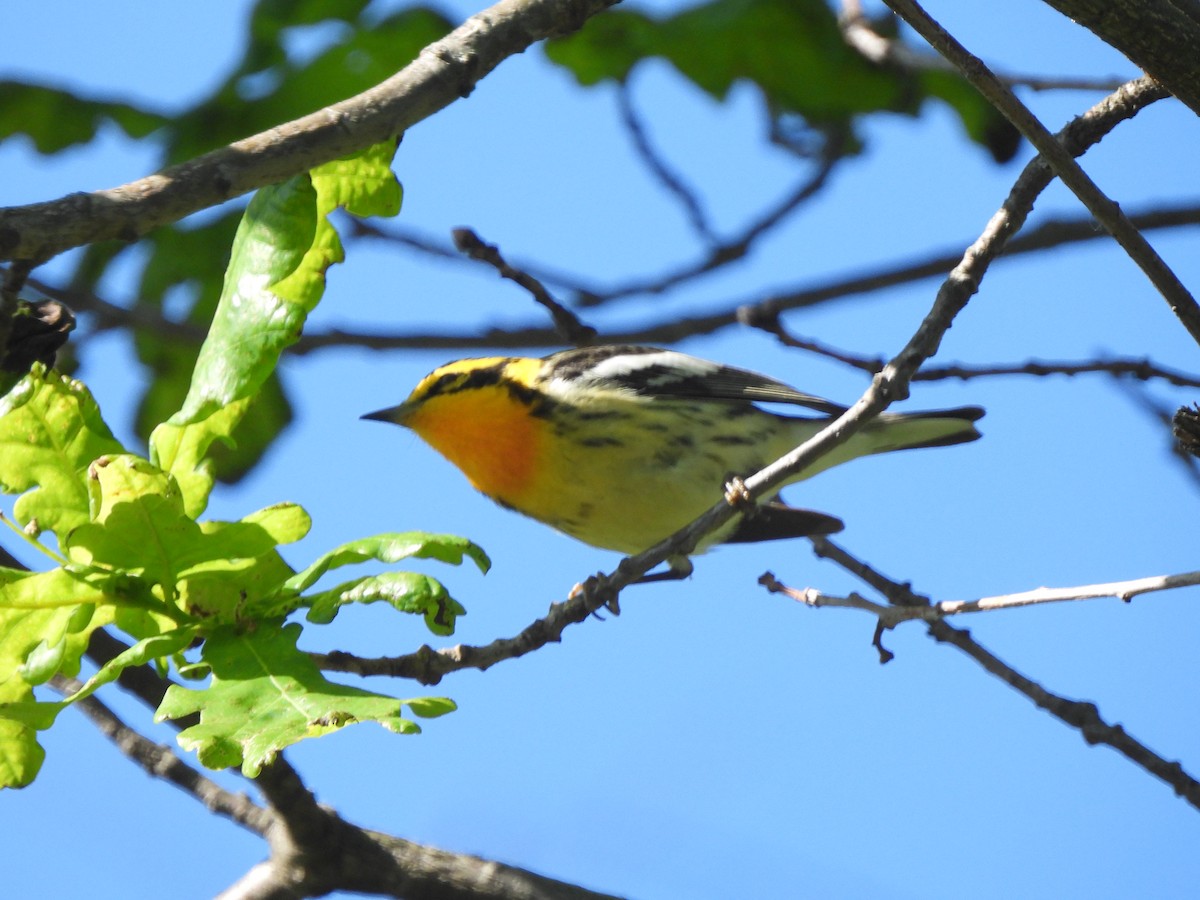 Blackburnian Warbler - ML638047695