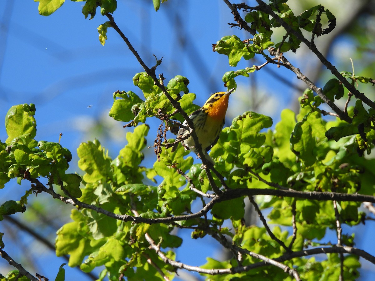 Blackburnian Warbler - ML638047697