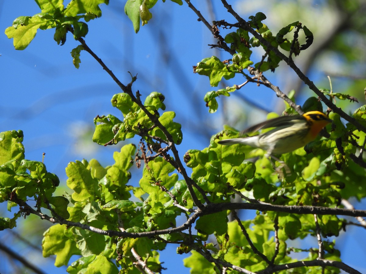 Blackburnian Warbler - ML638047698