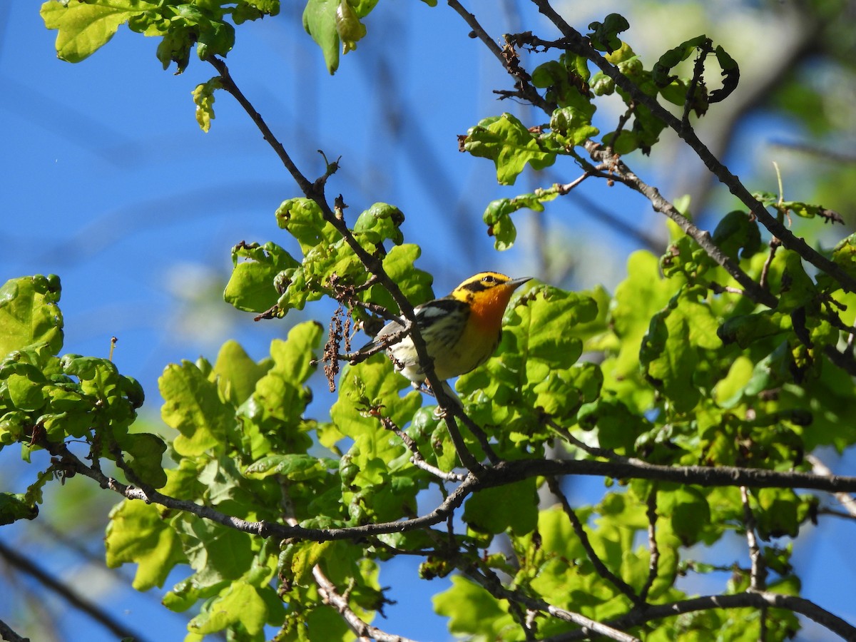 Blackburnian Warbler - ML638047699
