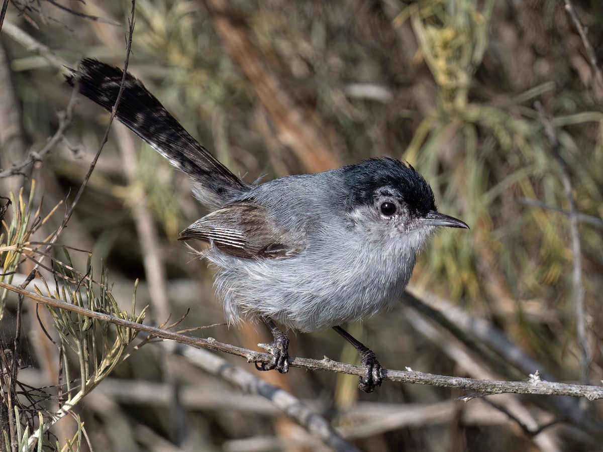 California Gnatcatcher - ML638047712
