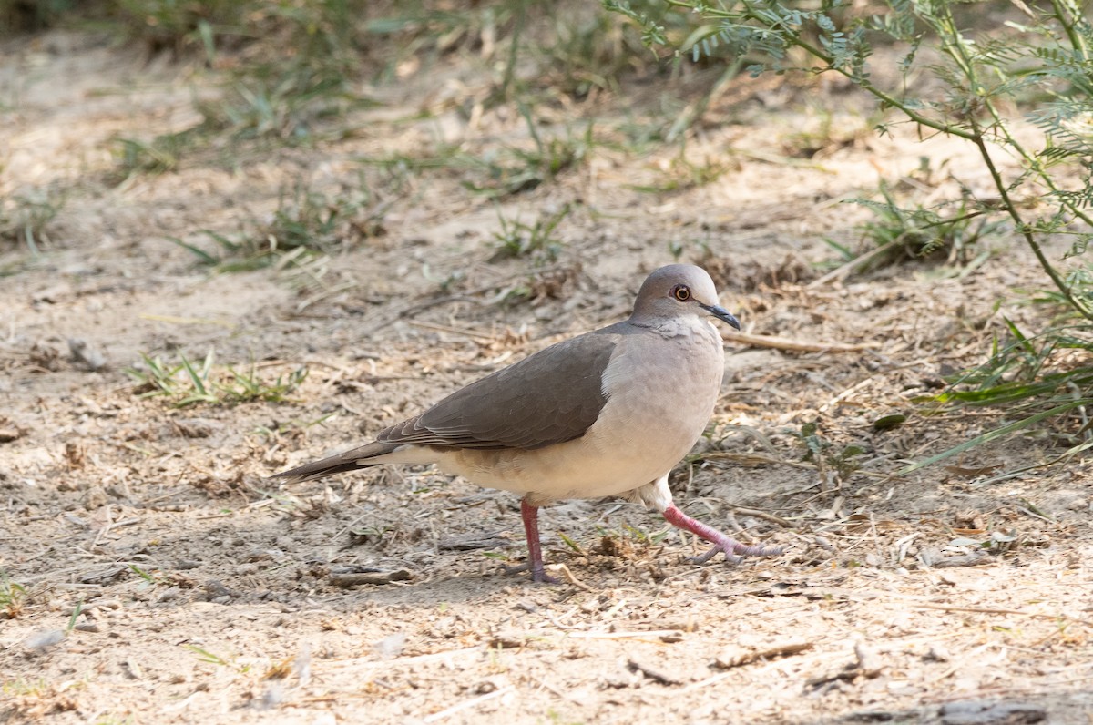 White-tipped Dove - ML638047716